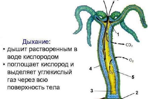 Kraken официальный сайт ссылка через tor